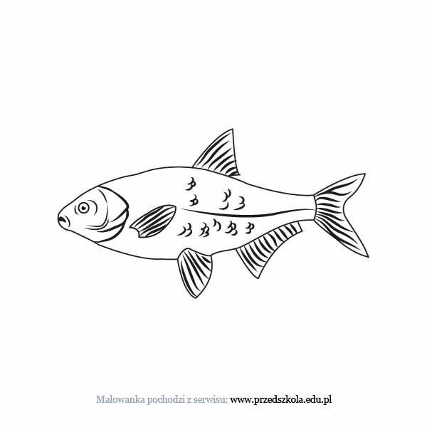 Rybki kolorowanki